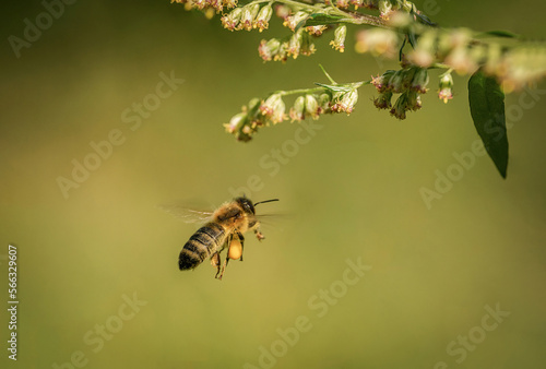 Piękna latająca pszczółka podczas zbierania nektaru na łące © Sanczo