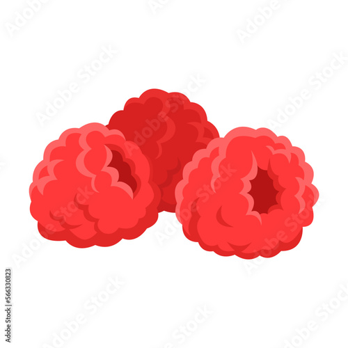 Drawing of red ripe raspberries isolated on white background. Folk remedies for treatment of colds and flu, vector illustration. Health, treatment concept