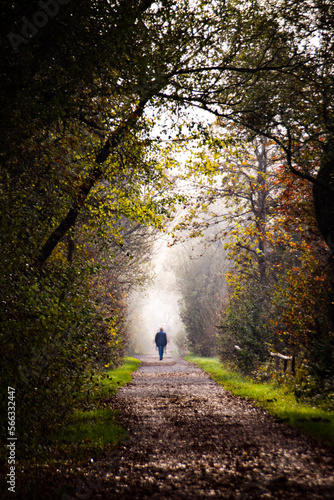 A Human walking through a forest