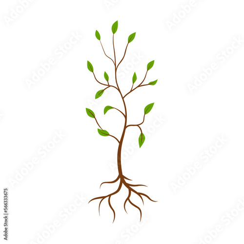 Little tree with green leaves growing vector illustration. Sapling on white background. Nature concept