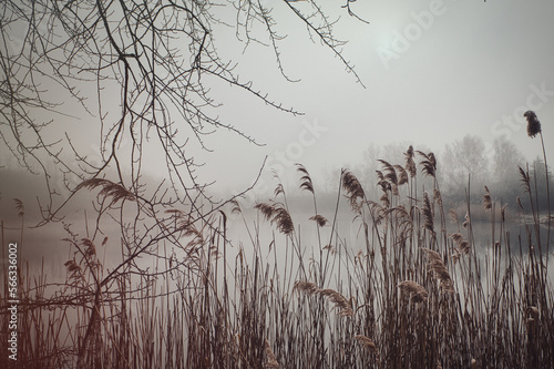 Ried - Seegrass - Seeufer - Nebel - Kalt - Winter