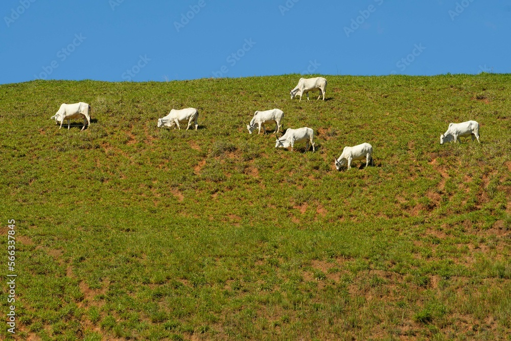 Cows in the pasture on top of the mountain on a very sunny day