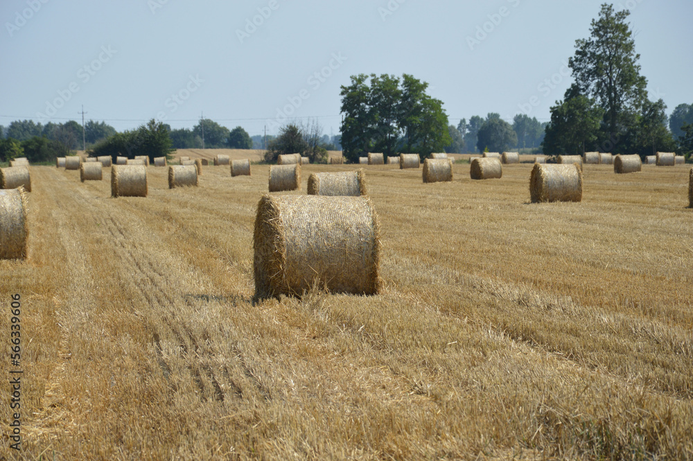 Hay bale in the field - Agriculture