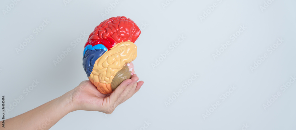 Woman holding human Brain model. World Brain Tumor day, Brain Stroke, Dementia, alzheimer, parkinson and world mental health concept