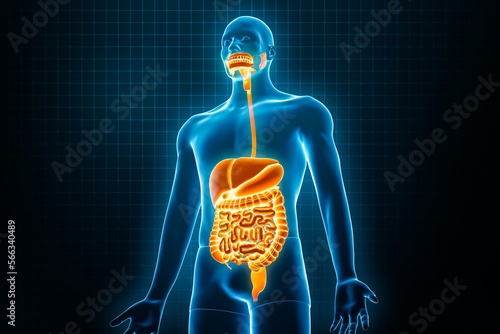 Xray anterior or front view of full human digestive system 3D rendering illustration with male body contours. Human anatomy, gastrointestinal tract, medical, biology, science, healthcare concepts. photo