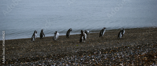 penguin at natural habitat, penguin family in antartic landscape, papua, king, magallanic, natural, fauna, wild penguins, wildlife, sea
