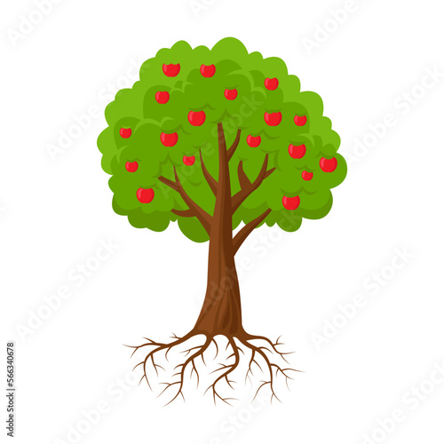 Fruity apple tree with red juicy fruits. Plant growing vector illustration. Life cycle of apple tree on white background