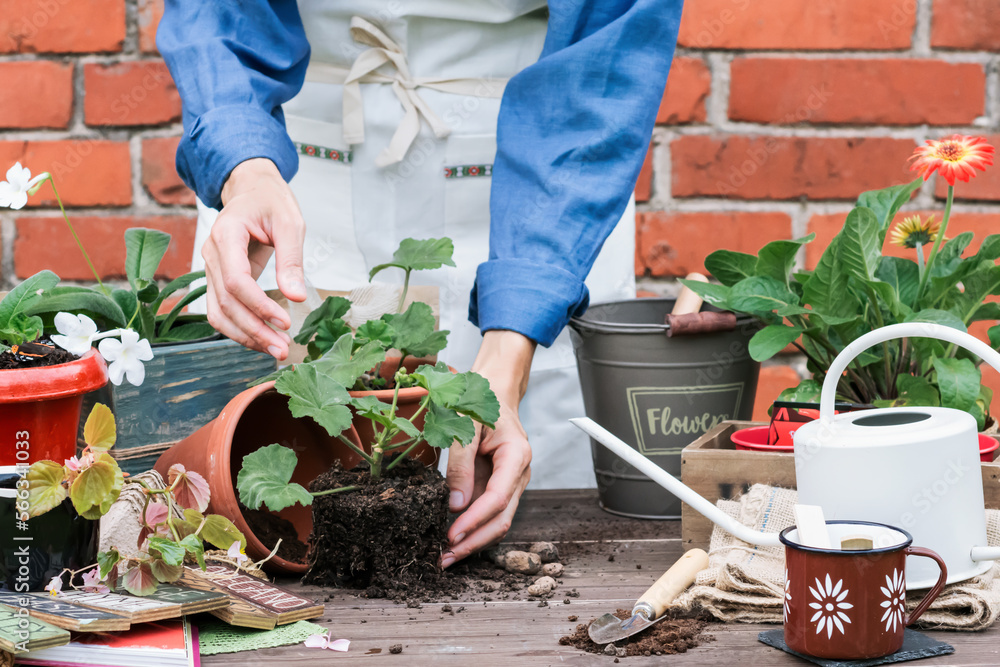 Flower geranium prepared for transplanting to flowerpot on gardener’s table with other pots and flowers, floriculture and home gardening concept Flower geranium prepared for transplanting to flowerpot on gardener’s table with other pots and flowers, floriculture and home gardening concept