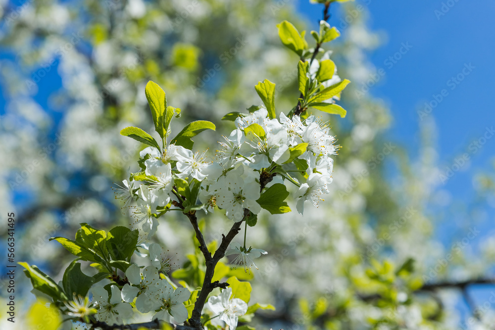 Flowers of the cherry blossoms on a spring day.Amazing spring blossom. Tree branches with beautiful flowers.Blossom orchard.Sakura branches with white flowers on bright blue sky. copy space Flowers of the cherry blossoms on a spring day.Amazing spring blossom. Tree branches with beautiful flowers.Blossom orchard.Sakura branches with white flowers on bright blue sky. copy space
