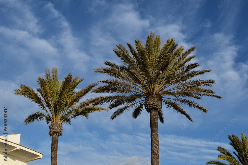 Two palm trees on the street of Palma de Mallorca