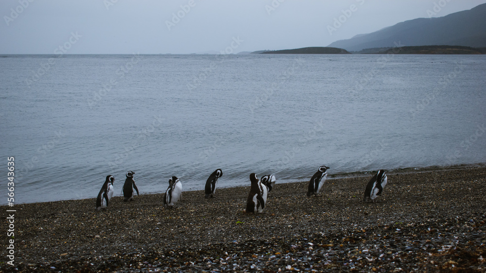 Fototapeta premium penguin at natural habitat, penguin family in antartic landscape, papua, king, magallanic, natural, fauna, wild penguins, wildlife, sea