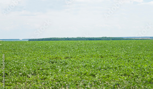 Green sugar beet field with horizon line