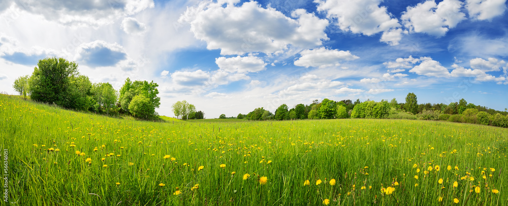 Fototapeta premium Sunny day on the field with blooming dandelions in natural park.