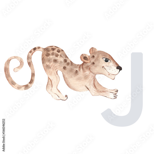 Letter J  jaguar  kids animals ABC alphabet. Watercolor illustration isolated on white background.