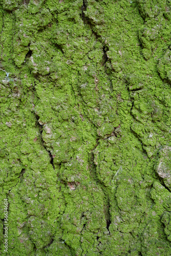 Green moss on rind of tree