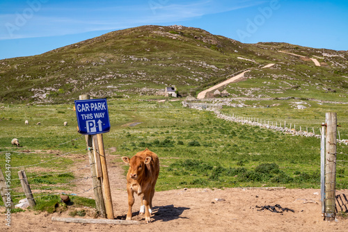 Calf on the new path to Murder Hole beach, officially called Boyeeghether Bay in County Donegal, Ireland photo