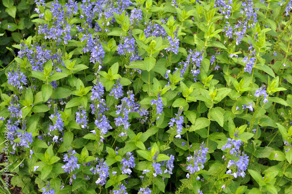 In nature, among the herbs grows veronica teucrium In nature, among the herbs grows veronica teucrium