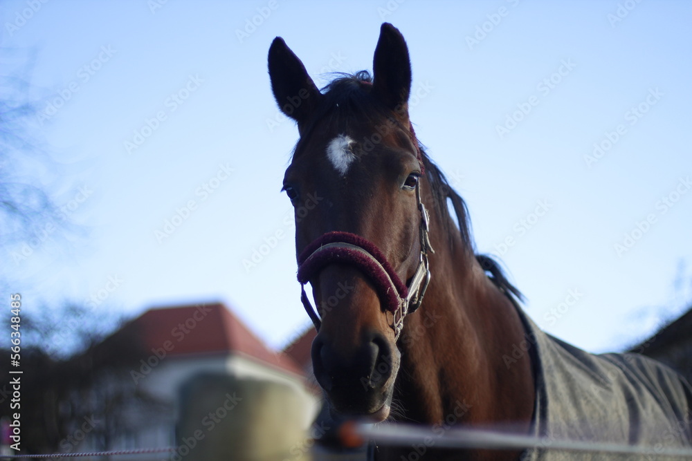 Obraz premium Horse