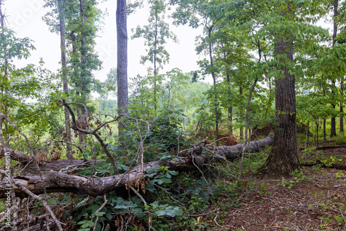 As result of strong hurricane broken fallen tree with roots was uprooted in forest