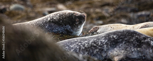 Beautiful cute adult harbor seal stretches on the Ytri Tunga beach, western Iceland. Widlife of Europe photo