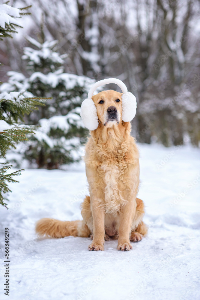 dog golden retriever labrador in a frozen forest in winter on snow