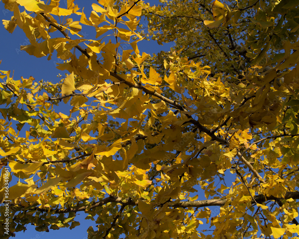Golden Yellow autumnal foliage of ginkgo tree Golden Yellow autumnal foliage of ginkgo tree