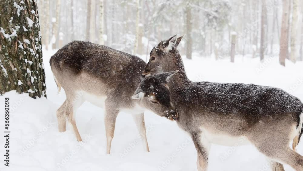 Love in animals. Family relations of deer. Two cute deer love each other. Reserve in winter. Love in animals. Family relations of deer. Two cute deer love each other. Reserve in winter.