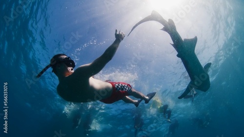 Man free diving and snorkelling with the nurse shark in a tropical sea in the Maldives