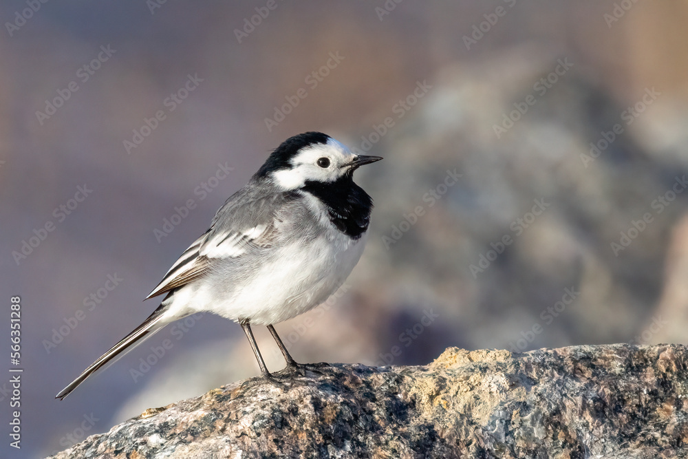 Fototapeta premium White wagtail 