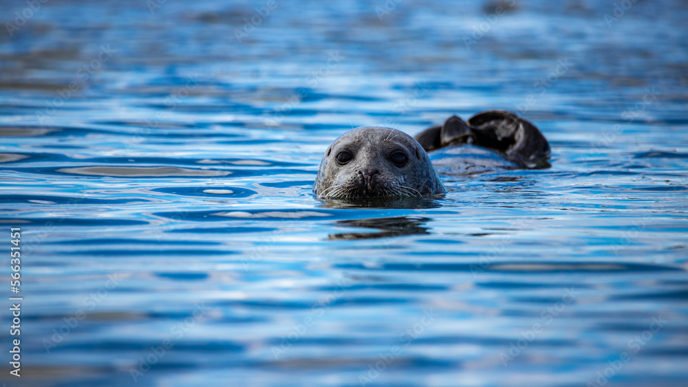 Fototapeta premium portrait of a sweet harbor seal pup emerging head from the water on ytri tunga beach in Iceland; sweet arctic wildlife, wild seal baby