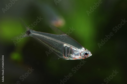Fotografie Amazon Crystal Tetra (Protocheirodon pi)