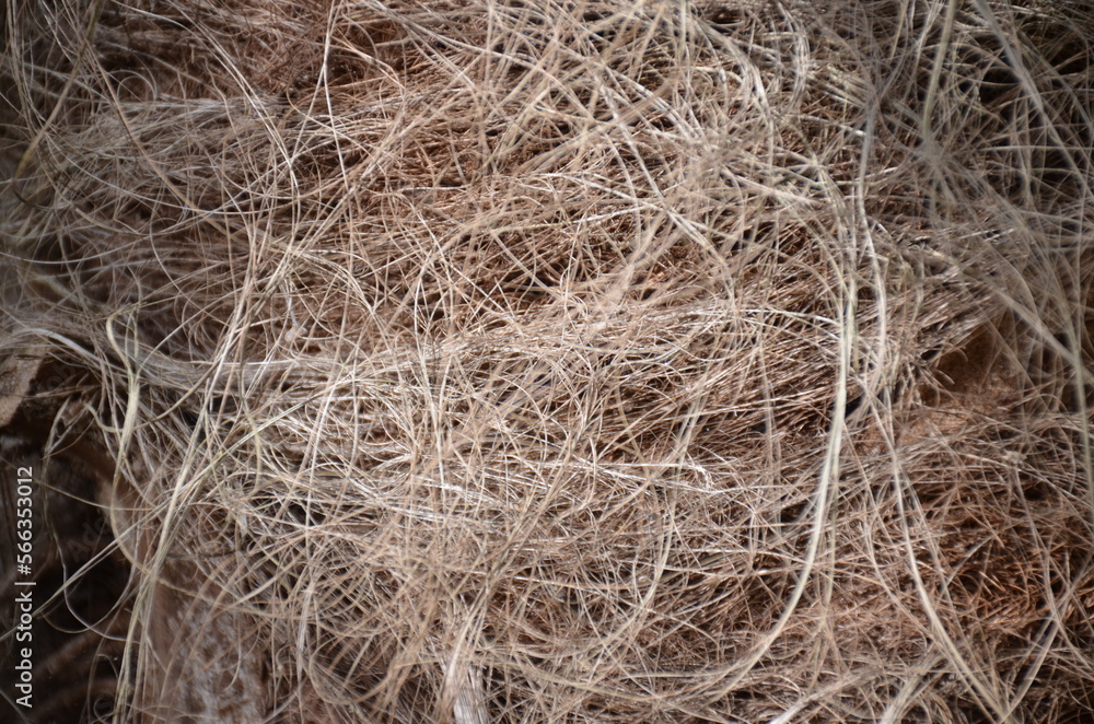Hemp that covers the trunk of palm trees Hemp that covers the trunk of palm trees