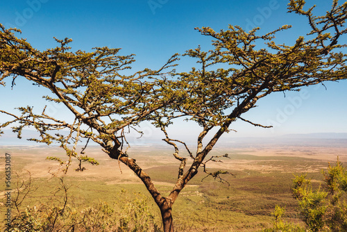 Acacia tree against the background of Rift Valley in Naivasha, Rift Valley, Kenya photo