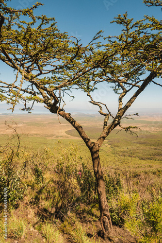 Acacia tree against the background of Rift Valley in Naivasha, Rift Valley, Kenya