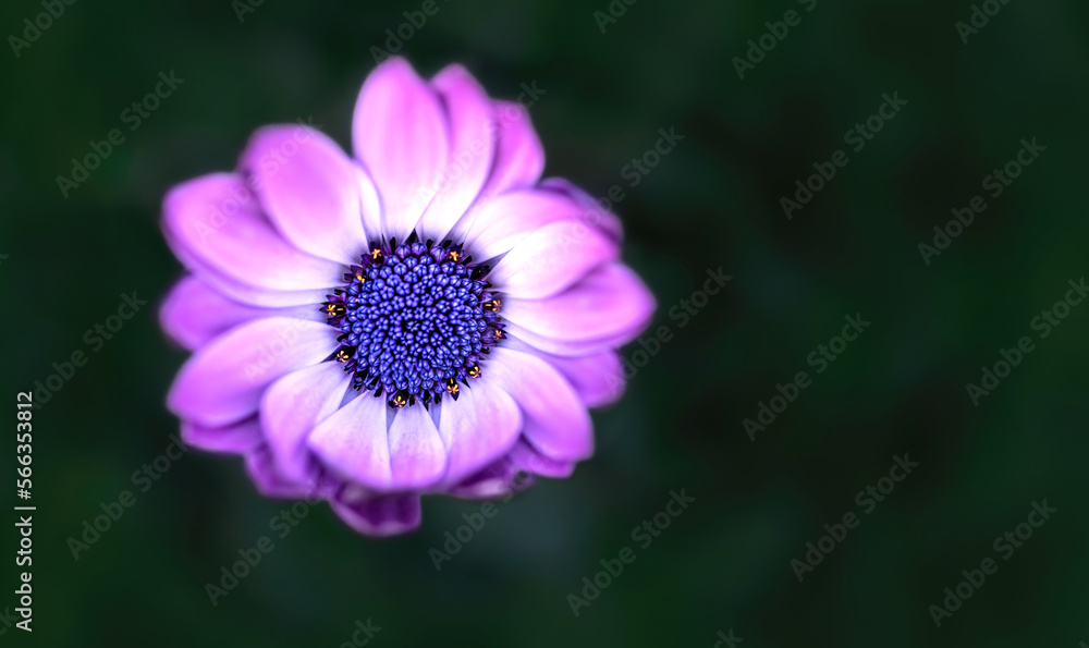 Cape Marguerite ( Dimorphotheca Ecklonis ) Cape Marguerite ( Dimorphotheca Ecklonis )