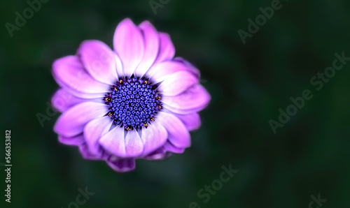 Cape Marguerite   Dimorphotheca Ecklonis  