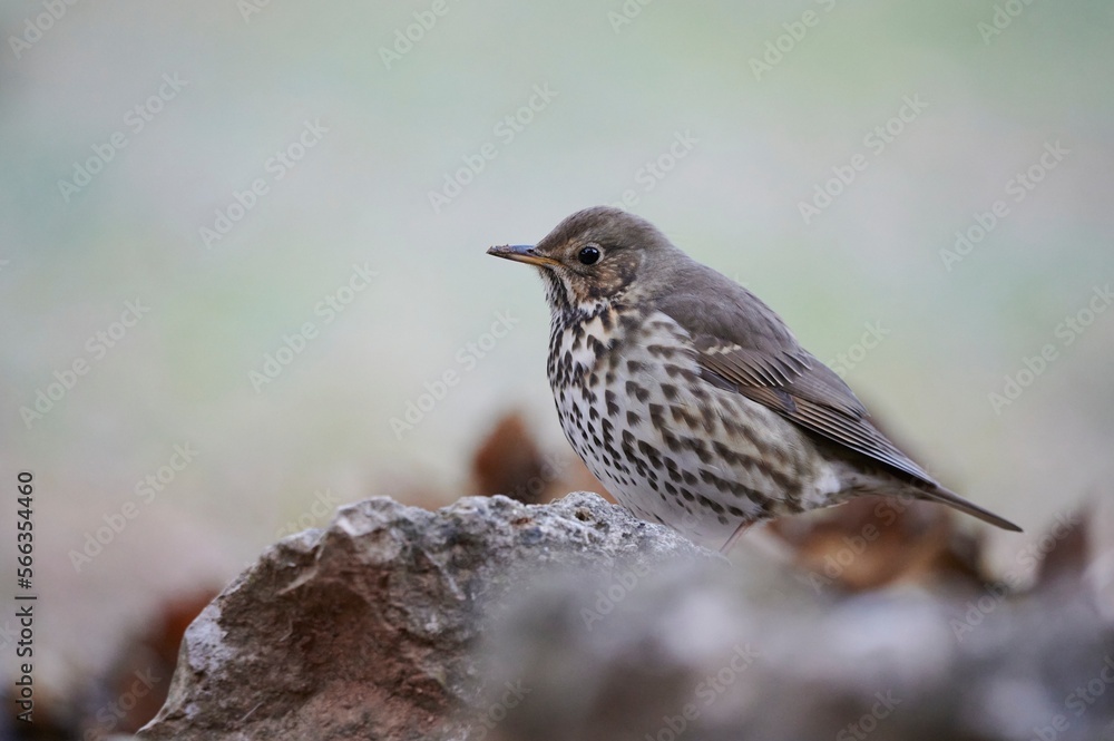 Cute bird sitting on stone Cute bird sitting on stone