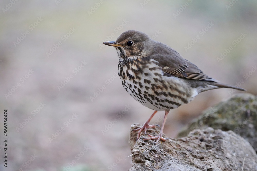 Cute bird sitting on stone Cute bird sitting on stone