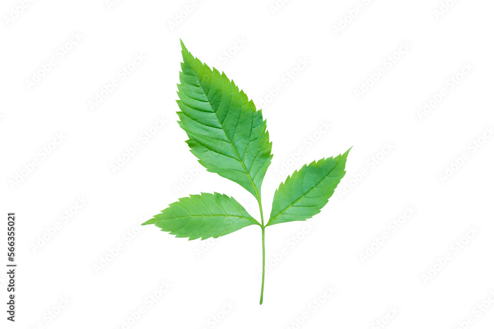 Green leaf Green leaf