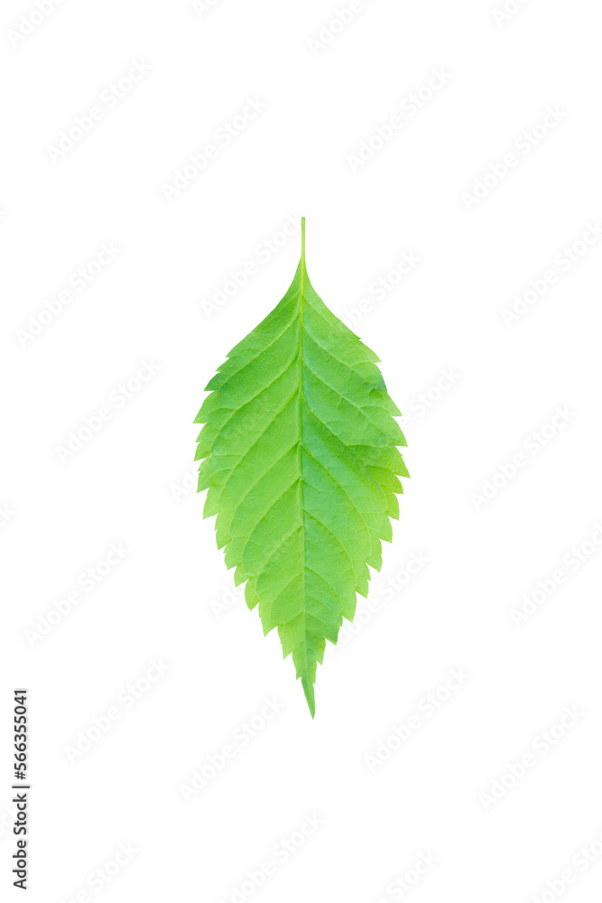 Fototapeta premium Green leaf