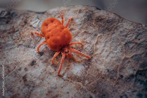 Velvet Mite - Trombidium holosericeum walking on a dry tree leaf