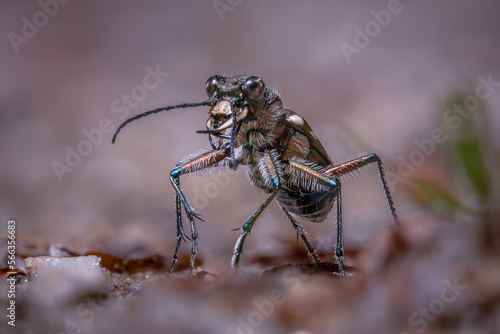 Beetle (Cicindela silvicola) photo