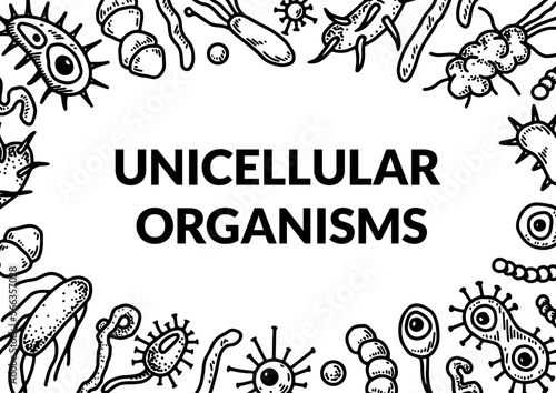 Microscopic unicellular organisms design. Scientific biology vector illustration in sketch style