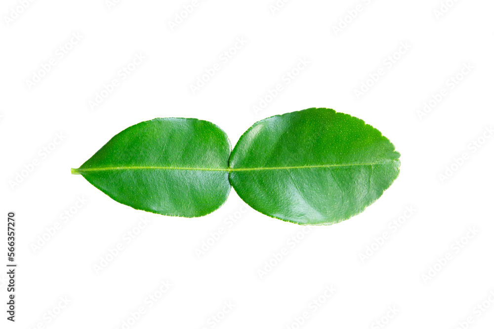 Fototapeta premium kaffir lime leaves
