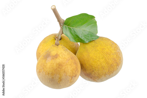 Santol meliaceae fruit photo