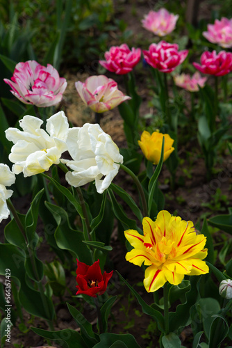 Yellow pink and white spring tulips flowers outdoor