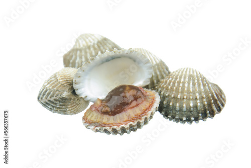 Cockle PNG.