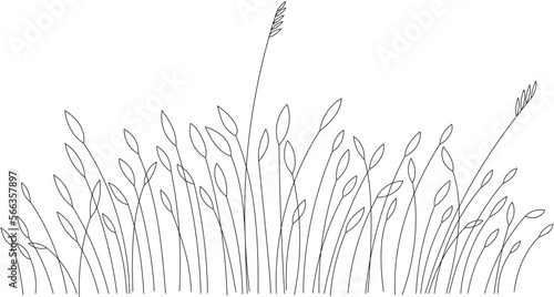 Abstract vector linear grass. A small bush of tall grass with seeds, large leaves, bends from the wind.