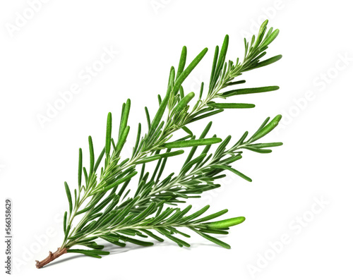 Rosemary twig isolated on white background