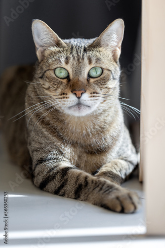 Cute oriental cat at home, domestic animal closeup portrait